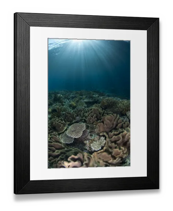 Framed Print : Coral reef habitat with sunbeams, Wetar Island, Barat Daya Islands, Lesser Sunda Islands, Maluku Province, Indonesia Framed Print : Coral reef habitat with sunbeams, Wetar Island, Barat Daya Islands, Lesser Sunda Islands, Maluku Province, Indonesia