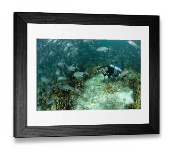 Framed Print : Bigeye Trevally (Caranx sexfasciatus) shoal, photographed by diver on reef, Sipadan Island, Sabah, Borneo, Malaysia Framed Print : Bigeye Trevally (Caranx sexfasciatus) shoal, photographed by diver on reef, Sipadan Island, Sabah, Borneo, Malaysia