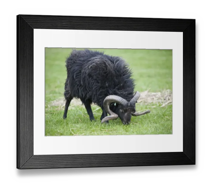 Framed Print : Domestic Sheep, Ouessant ram, grazing in pasture, Chipping, Lancashire, England, may Framed Print : Domestic Sheep, Ouessant ram, grazing in pasture, Chipping, Lancashire, England, may