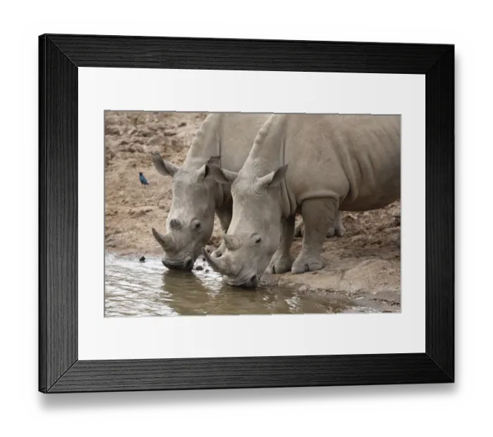 Framed Print : White Rhinoceros (Ceratotherium simum) two adults, drinking at waterhole, Pilanesberg N. P. North West Province, South Africa Framed Print : White Rhinoceros (Ceratotherium simum) two adults, drinking at waterhole, Pilanesberg N. P. North West Province, South Africa