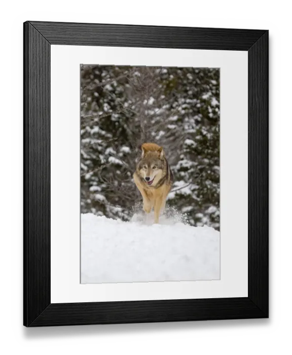 Framed Print : Grey Wolf (Canis lupus) adult, covering faeces with snow, Montana, U. S. A, january (captive)