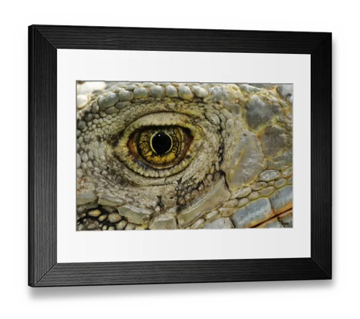 Framed Print : Green Iguana (Iguana iguana) adult, close-up of eye, Parque Bolivar, Guayaquil, Ecuador