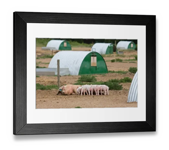 Framed Print : Domestic Pig, Large White x Landrace x Duroc, freerange sow with piglets, suckling, with arcs on outdoor unit, England, june Framed Print : Domestic Pig, Large White x Landrace x Duroc, freerange sow with piglets, suckling, with arcs on outdoor unit, England, june