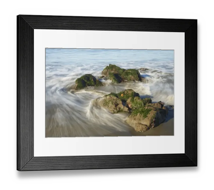 Framed Print : Ochre Seastar (Pisaster ochraceus) on rocks with incoming tide, Olympic N. P. Washington State, U. S. A Framed Print : Ochre Seastar (Pisaster ochraceus) on rocks with incoming tide, Olympic N. P. Washington State, U. S. A