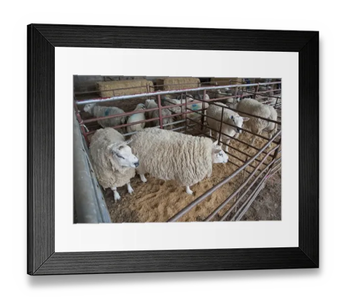 Framed Print : Domestic Sheep, Aberdale Texel tups, Aberdale is based on British Texel breeding but carrying naturally occurring Inverdale prolificacy gene, flock standing in pens, Knock, Cumbria, England, july Framed Print : Domestic Sheep, Aberdale Texel tups, Aberdale is based on British Texel breeding but carrying naturally occurring Inverdale prolificacy gene, flock standing in pens, Knock, Cumbria, England, july