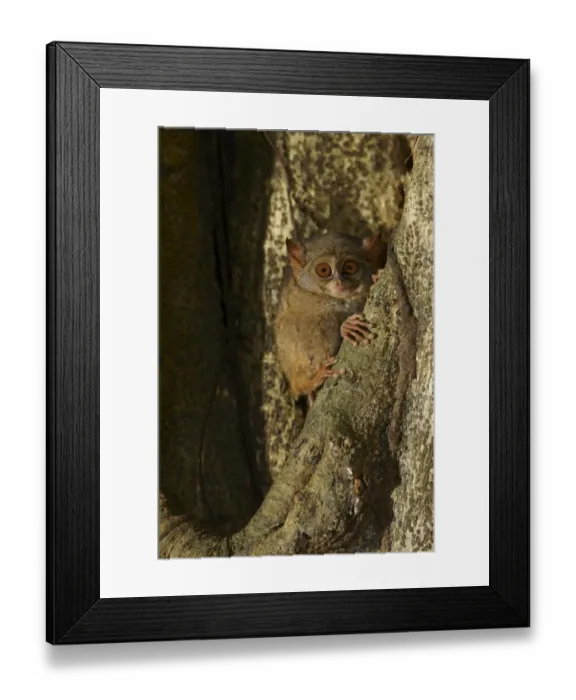 Framed Print : Spectral Tarsier (Tarsius tarsier) adult, emerging from tree hole at night, Tangkoko Reserve, Sulawesi, Indonesia Framed Print : Spectral Tarsier (Tarsius tarsier) adult, emerging from tree hole at night, Tangkoko Reserve, Sulawesi, Indonesia
