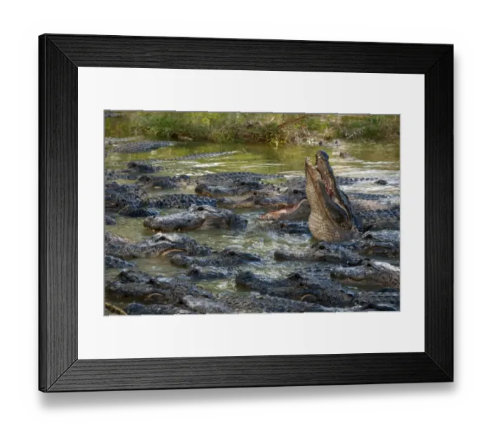 Framed Print : American Alligator (Alligator mississipiensis) adults, group in water on alligator farm, Florida, U. S. A. december