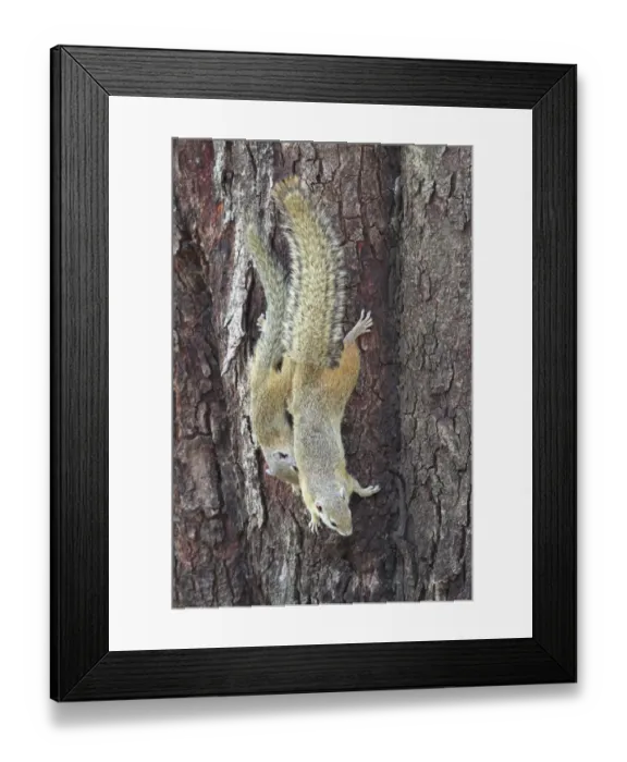 Framed Print : South African Tree Squirrel (Paraxerus cepapi) adult female with young, descending tree trunk, Chobe N. P. Botswana Framed Print : South African Tree Squirrel (Paraxerus cepapi) adult female with young, descending tree trunk, Chobe N. P. Botswana