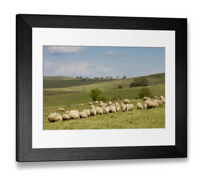 Framed Print : Domestic Sheep, flock, grazing in pasture with shepherd, near Saxon village of Viscri, Transylvania, Romania, october Framed Print : Domestic Sheep, flock, grazing in pasture with shepherd, near Saxon village of Viscri, Transylvania, Romania, october