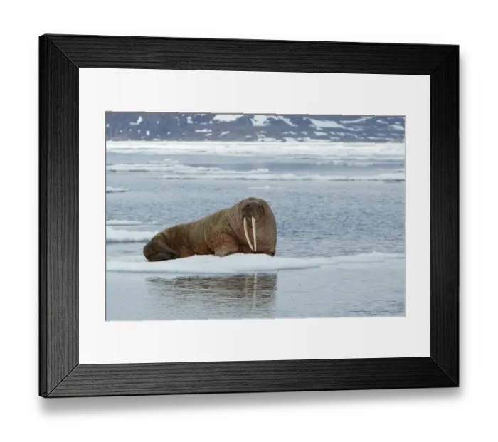 Framed Print : Atlantic Walrus (Odobenus rosmarus rosmarus) adult, resting on pack ice, Svalbard Framed Print : Atlantic Walrus (Odobenus rosmarus rosmarus) adult, resting on pack ice, Svalbard