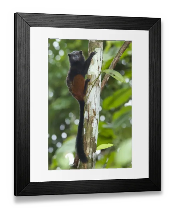 Framed Print : Saddle-back Tamarin (Saguinus fuscicollis) adult, clinging to branch in tree, Los Amigos Biological Station, Madre de Dios, Amazonia, Peru