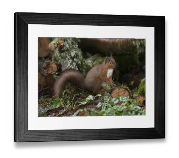 Framed Print : Eurasian Red Squirrel (Sciurus vulgaris) adult, foraging amongst damp log pile, Dumfries and Galloway, Scotland, december
