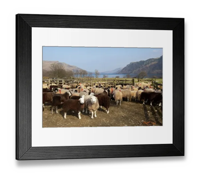 Framed Print : Domestic Sheep, Herdwick and Swaledale hill flock, standing in pens after returning from winter keep, England, march Framed Print : Domestic Sheep, Herdwick and Swaledale hill flock, standing in pens after returning from winter keep, England, march