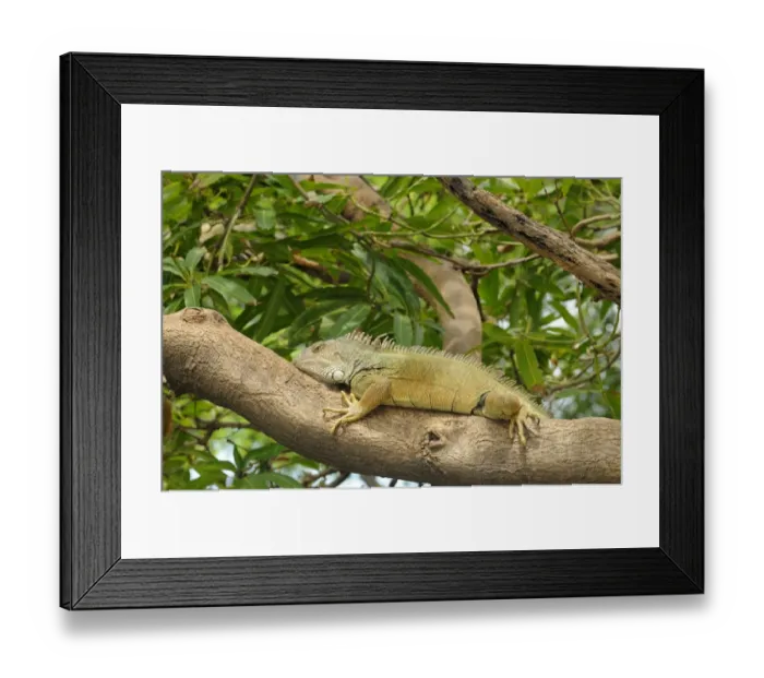Framed Print : Green Iguana (Iguana iguana) adult, resting on tree branch, Parque Bolivar, Guayaquil, Ecuador Framed Print : Green Iguana (Iguana iguana) adult, resting on tree branch, Parque Bolivar, Guayaquil, Ecuador