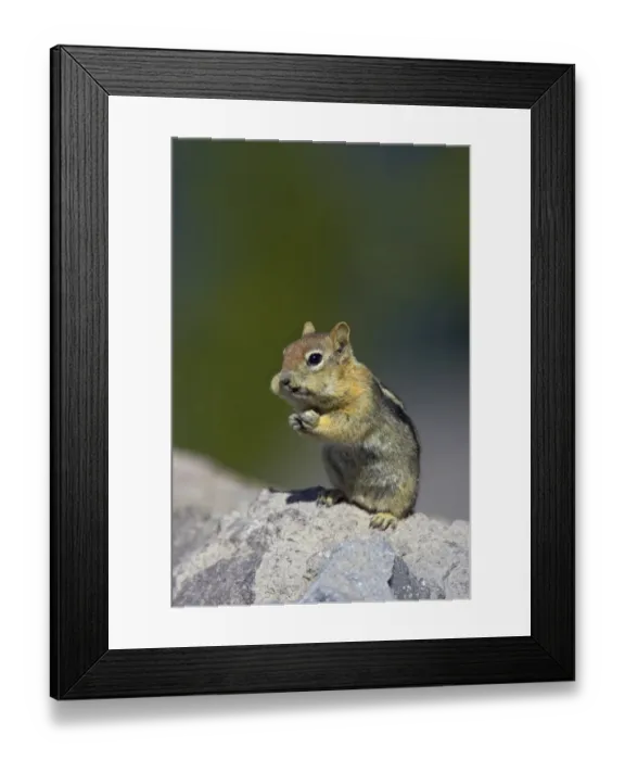 Framed Print : Golden-mantled Ground Squirrel (Spermophilus lateralis) adult, feeding, filling cheek pouches, sitting on rock, Crater Lake N. P. Oregon, U. S. A Framed Print : Golden-mantled Ground Squirrel (Spermophilus lateralis) adult, feeding, filling cheek pouches, sitting on rock, Crater Lake N. P. Oregon, U. S. A
