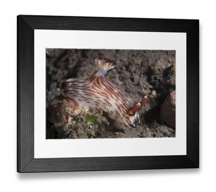 Framed Print : Kentrodoris Nudibranch (Kentrodoris rubescens) adult, on reef, Seraya Beach Resort, Bali, Lesser Sunda Islands, Indonesia Framed Print : Kentrodoris Nudibranch (Kentrodoris rubescens) adult, on reef, Seraya Beach Resort, Bali, Lesser Sunda Islands, Indonesia