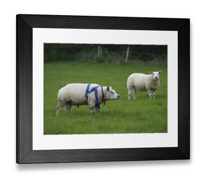 Framed Print : Domestic Sheep, Beltex ram, wearing raddle, with Texel ewe, standing in pasture, Longridge, Lancashire, England, october