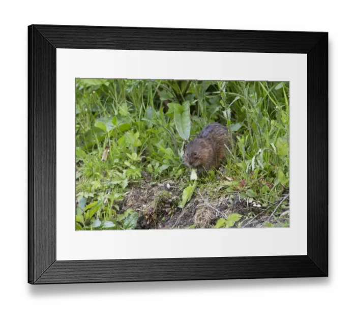 Framed Print : Water Vole (Arvicola terrestris) adult, feeding on riverbank, Derbyshire, England, may Framed Print : Water Vole (Arvicola terrestris) adult, feeding on riverbank, Derbyshire, England, may