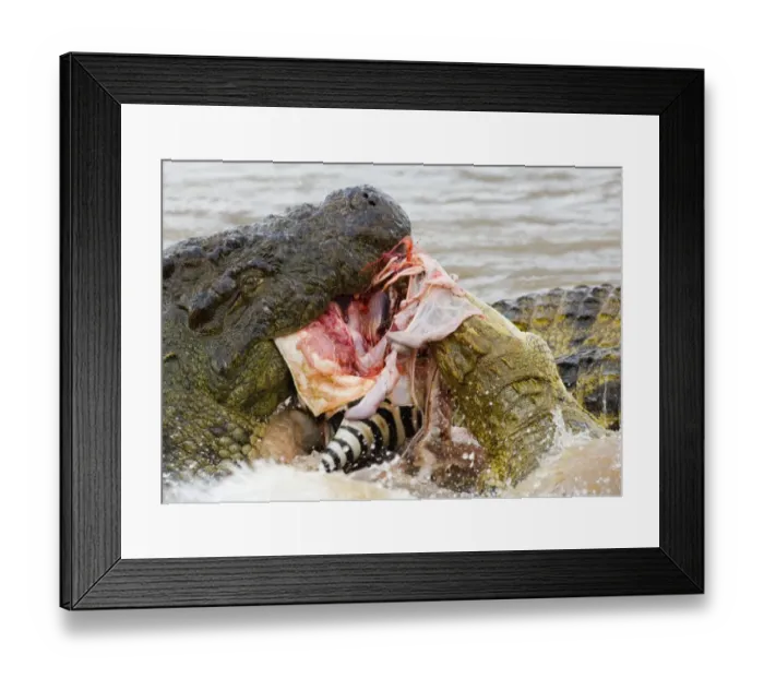 Framed Print : Nile Crocodile (Crocodylus niloticus) adults, feeding on Common Zebra (Equus quagga) foal, Mara River, Masai Mara, Kenya Framed Print : Nile Crocodile (Crocodylus niloticus) adults, feeding on Common Zebra (Equus quagga) foal, Mara River, Masai Mara, Kenya