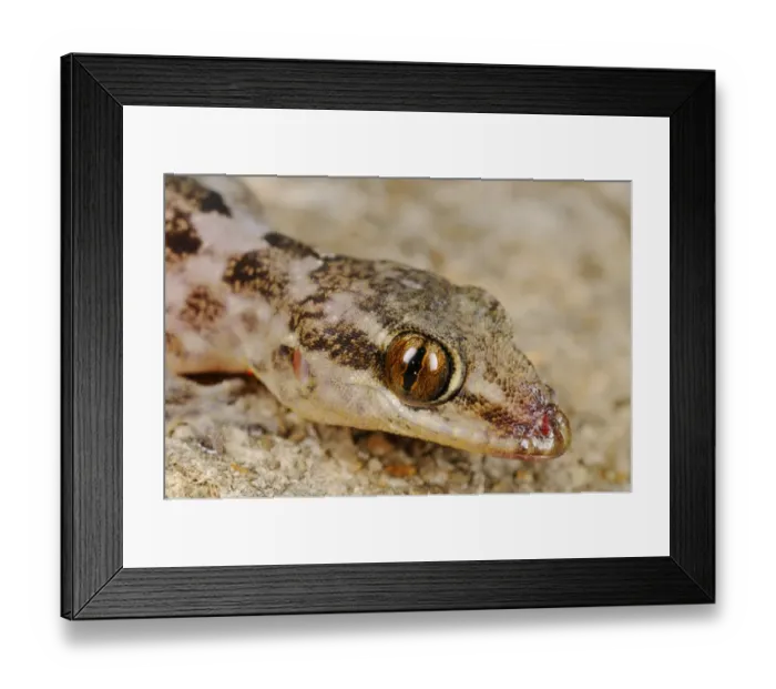 Framed Print : Grant's Leaf-toed Gecko (Hemidactylus granti) adult, close-up of head, Socotra, Yemen, march Framed Print : Grant's Leaf-toed Gecko (Hemidactylus granti) adult, close-up of head, Socotra, Yemen, march