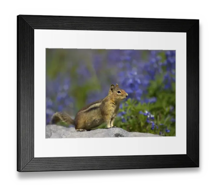 Framed Print : Cascade Golden-mantled Ground Squirrel (Spermophilus saturatus) adult, standing on rock, Mount Rainier N. P. Washington State, U. S. A Framed Print : Cascade Golden-mantled Ground Squirrel (Spermophilus saturatus) adult, standing on rock, Mount Rainier N. P. Washington State, U. S. A