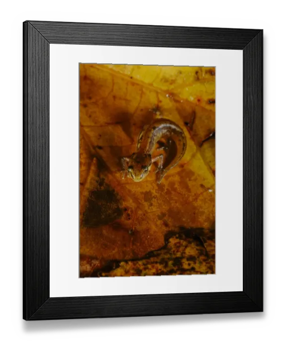 Framed Print : Italian Newt (Triturus italicus) young, standing on wet leaf litter, Italy, september