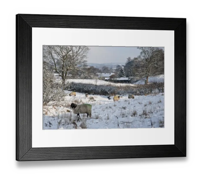 Framed Print : Domestic Sheep, Swaledale ewes, flock standing in snow covered pasture, with farm buildings in background, Chipping, Lancashire, England, december Framed Print : Domestic Sheep, Swaledale ewes, flock standing in snow covered pasture, with farm buildings in background, Chipping, Lancashire, England, december