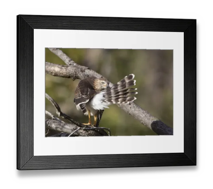 Framed Print : Gabar Goshawk (Melierax gabar) immature, preening tail feathers, perched on branch, Savute, Chobe N. P. Botswana Framed Print : Gabar Goshawk (Melierax gabar) immature, preening tail feathers, perched on branch, Savute, Chobe N. P. Botswana