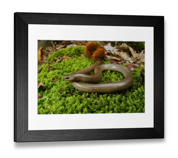 Framed Print : Slow-worm (Anguis fragilis) adult male, resting on forest floor, Italy, june Framed Print : Slow-worm (Anguis fragilis) adult male, resting on forest floor, Italy, june