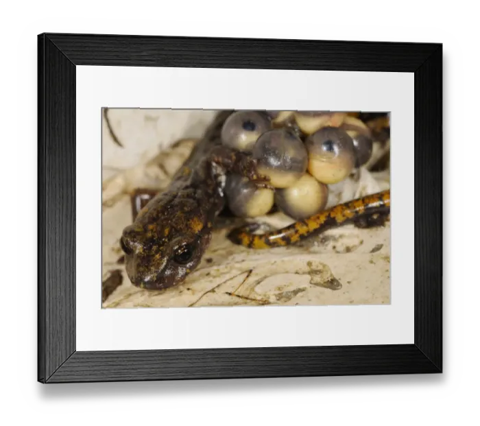 Framed Print : Strinati's Cave Salamander (Speleomantes strinatii) adult female, guarding eggs during development, embryos with visible eyes, Italy, july Framed Print : Strinati's Cave Salamander (Speleomantes strinatii) adult female, guarding eggs during development, embryos with visible eyes, Italy, july