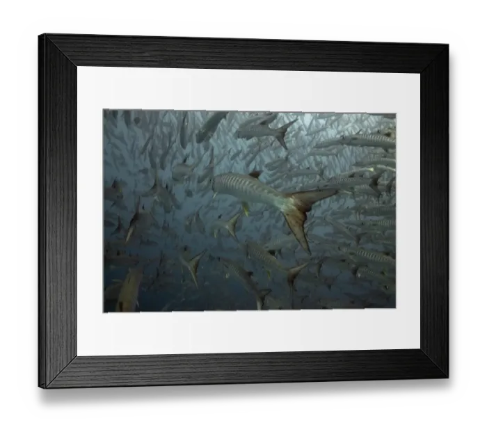 Framed Print : Blackfin Barracuda (Sphyraena qenie) shoal, swimming away, Barracuda Point, Sipadan Island, Sabah, Borneo, Malaysia Framed Print : Blackfin Barracuda (Sphyraena qenie) shoal, swimming away, Barracuda Point, Sipadan Island, Sabah, Borneo, Malaysia