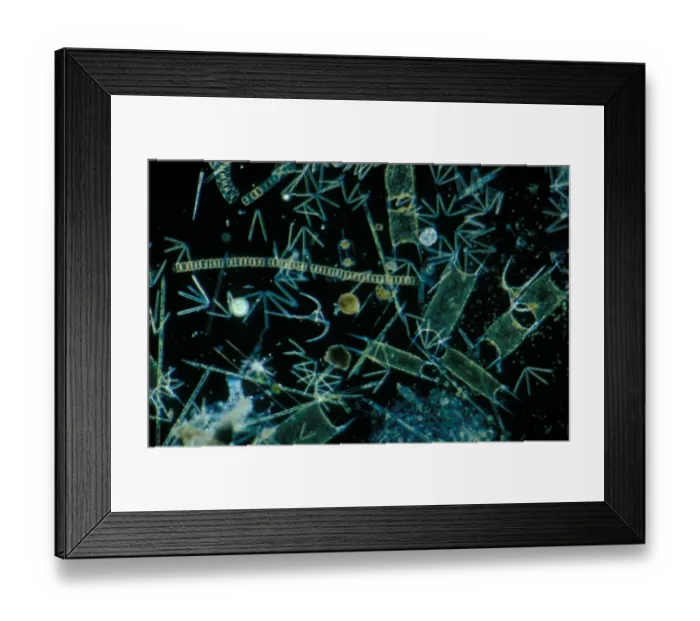 Framed Print : Plankton-Phytopl'ton X20 / various species of diatom & dinoflagellates / English Channel Framed Print : Plankton-Phytopl'ton X20 / various species of diatom & dinoflagellates / English Channel