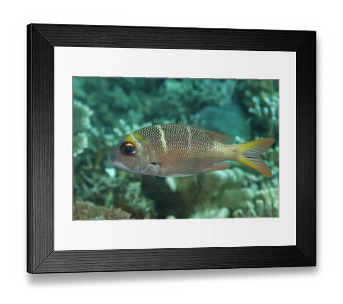 Framed Print : Humpnose Big-eye Bream (Monotaxis grandoculis) sub-adult, swimming over reef, Sipadan Island, Sabah, Borneo, Malaysia Framed Print : Humpnose Big-eye Bream (Monotaxis grandoculis) sub-adult, swimming over reef, Sipadan Island, Sabah, Borneo, Malaysia
