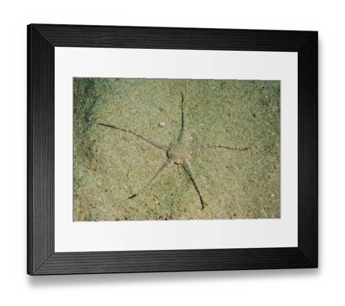 Framed Print : Sand Brittlestar (Ophiura ophiura) adult, on sandy seabed, Worbarrow Bay, Isle of Purbeck, Dorset, England, july Framed Print : Sand Brittlestar (Ophiura ophiura) adult, on sandy seabed, Worbarrow Bay, Isle of Purbeck, Dorset, England, july