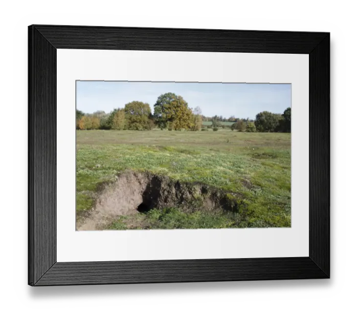 Framed Print : European Rabbit (Oryctolagus cuniculus) burrow entrance, in habitat on lowland heathland reserve, Wortham Ling, Suffolk, England, october