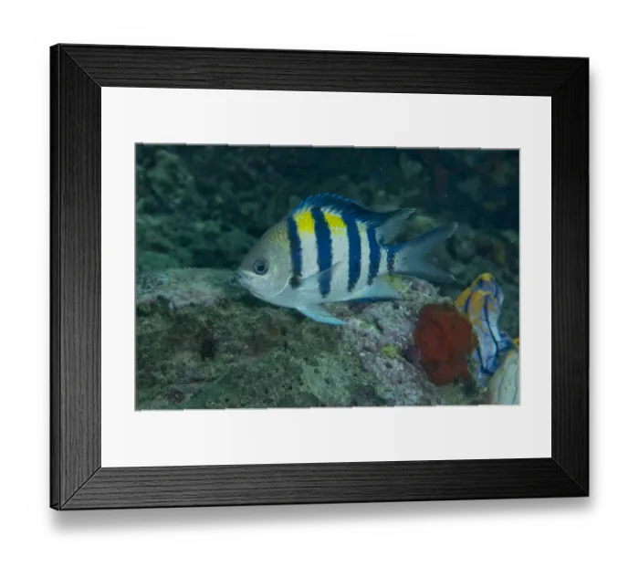 Framed Print : Indo-Pacific Sergeant Major (Abudefduf vaigiensis) adult, swimming in reef, Wayilbatan, West Papua, New Guinea, Indonesia Framed Print : Indo-Pacific Sergeant Major (Abudefduf vaigiensis) adult, swimming in reef, Wayilbatan, West Papua, New Guinea, Indonesia