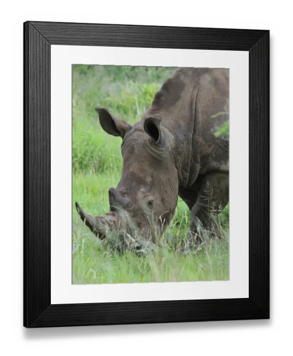 Framed Print : White Rhinoceros (Ceratotherium simum) adult, close-up of head, grazing in lowveld, Pilanesberg N. P. North West Province, South Africa Framed Print : White Rhinoceros (Ceratotherium simum) adult, close-up of head, grazing in lowveld, Pilanesberg N. P. North West Province, South Africa