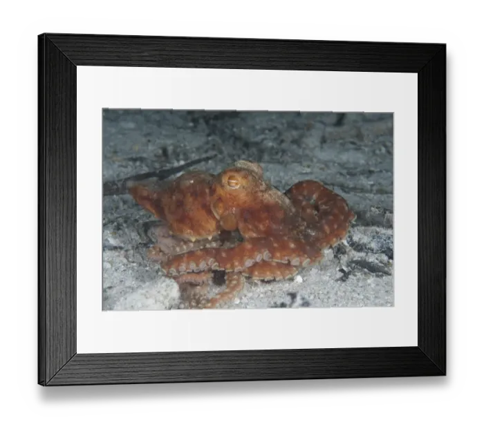 Framed Print : Starry Night Octopus (Callistoctopus luteus) adult, on seabed at night, Gam Island, Raja Ampat, West Papua, New Guinea, Indonesia
