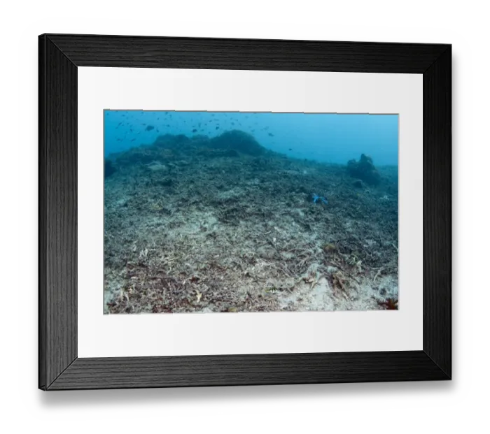 Framed Print : Damaged coral reef habitat, Tugu, Nusa Penida, Bali, Lesser Sunda Islands, Indonesia Framed Print : Damaged coral reef habitat, Tugu, Nusa Penida, Bali, Lesser Sunda Islands, Indonesia