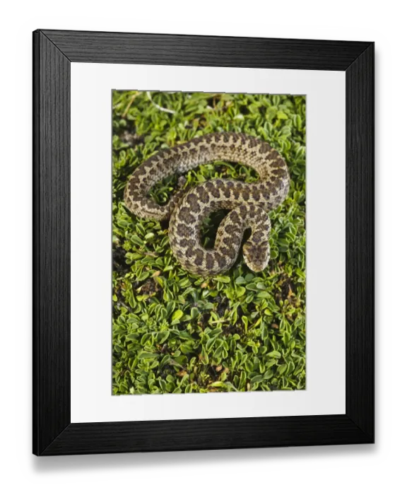 Framed Print : Orsini's Viper (Vipera ursinii) adult, Gran Sasso N. P. Apennines, Abruzzo, Italy, august Framed Print : Orsini's Viper (Vipera ursinii) adult, Gran Sasso N. P. Apennines, Abruzzo, Italy, august