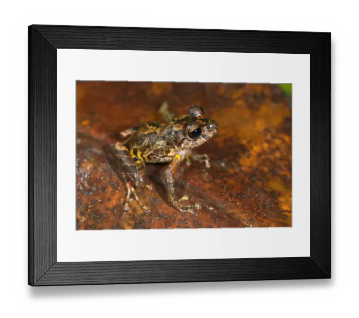 Framed Print : Santa Isabel Robber Frog (Pristimantis lindae) adult, very dark specimen, sitting on leaf litter, between Cusco and Manu N. P. Andes, Peru Framed Print : Santa Isabel Robber Frog (Pristimantis lindae) adult, very dark specimen, sitting on leaf litter, between Cusco and Manu N. P. Andes, Peru
