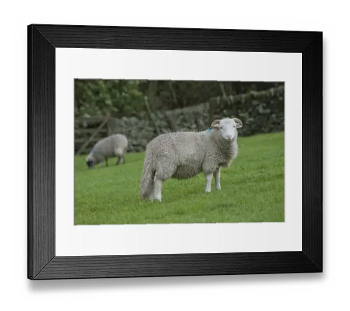 Framed Print : Domestic Sheep, Whitefaced Woodland, young female, standing in pasture, Hayfield, High Peak, Peak District N. P. Derbyshire, England, october Framed Print : Domestic Sheep, Whitefaced Woodland, young female, standing in pasture, Hayfield, High Peak, Peak District N. P. Derbyshire, England, october