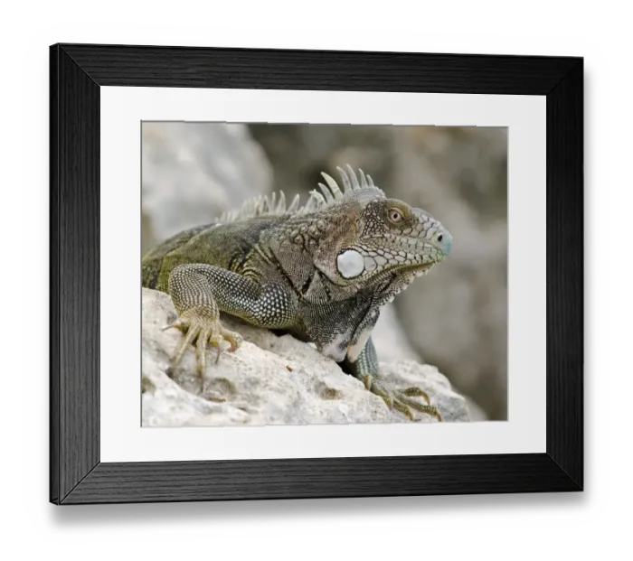 Framed Print : Green Iguana (Iguana iguana) adult, resting on rock, Bonaire, Leeward Antilles, Lesser Antilles, Caribbean Framed Print : Green Iguana (Iguana iguana) adult, resting on rock, Bonaire, Leeward Antilles, Lesser Antilles, Caribbean