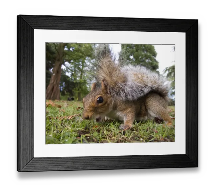 Framed Print : Eastern Grey Squirrel (Sciurus carolinensis) introduced species, adult, feeding on ground in city park, Sheffield, South Yorkshire, England, october Framed Print : Eastern Grey Squirrel (Sciurus carolinensis) introduced species, adult, feeding on ground in city park, Sheffield, South Yorkshire, England, october