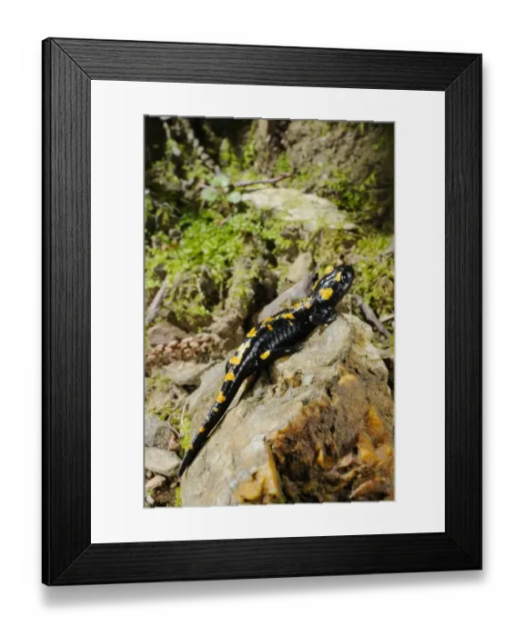 Framed Print : Fire Salamander (Salamandra salamandra) adult, on rock in habitat, Italy, august Framed Print : Fire Salamander (Salamandra salamandra) adult, on rock in habitat, Italy, august