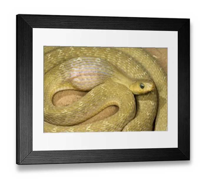 Framed Print : Common Egg-eater Snake (Dasypeltis scabra) adult, feeding, after having swallowed egg, Sindou, Leraba Province, Burkina Faso Framed Print : Common Egg-eater Snake (Dasypeltis scabra) adult, feeding, after having swallowed egg, Sindou, Leraba Province, Burkina Faso