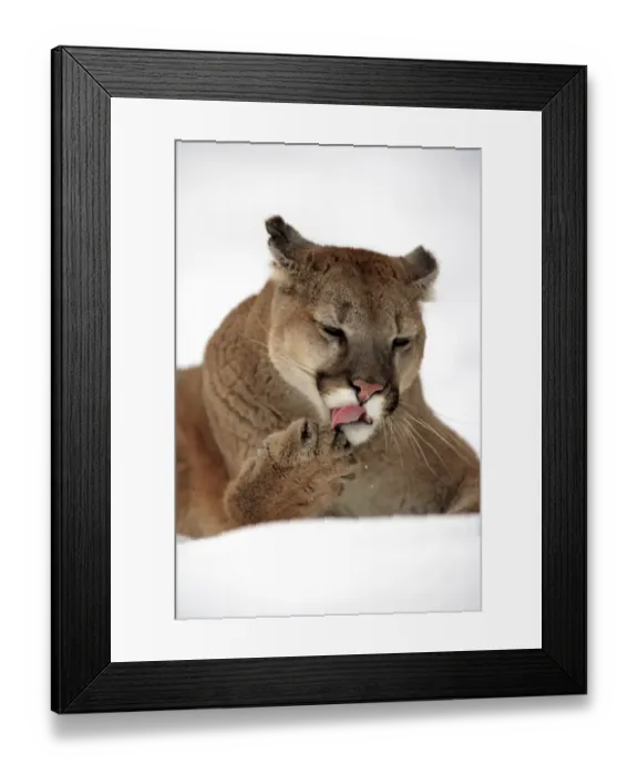 Framed Print : Puma (Felis concolor) adult, close-up of head, licking front paw, resting in snow, Montana, U. S. A. winter (captive) Framed Print : Puma (Felis concolor) adult, close-up of head, licking front paw, resting in snow, Montana, U. S. A. winter (captive)