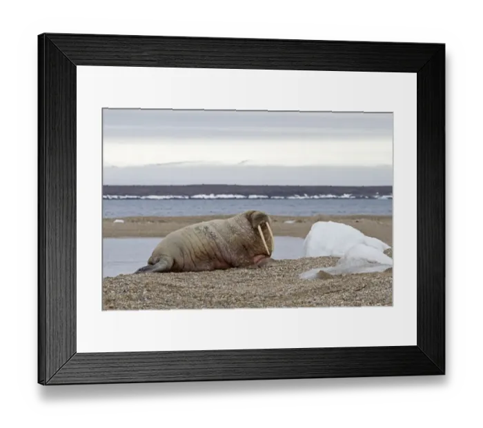 Framed Print : Atlantic Walrus (Odobenus rosmarus rosmarus) adult, resting on shingle, Spitzbergen, Svalbard, july Framed Print : Atlantic Walrus (Odobenus rosmarus rosmarus) adult, resting on shingle, Spitzbergen, Svalbard, july