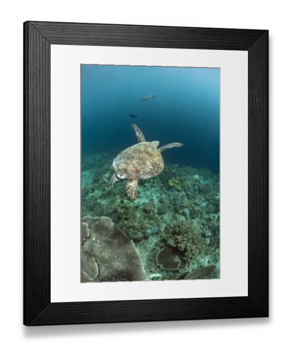 Framed Print : Green Turtle (Chelonia mydas) adult, swimming over reef, Sipadan Island, Sabah, Borneo, Malaysia Framed Print : Green Turtle (Chelonia mydas) adult, swimming over reef, Sipadan Island, Sabah, Borneo, Malaysia
