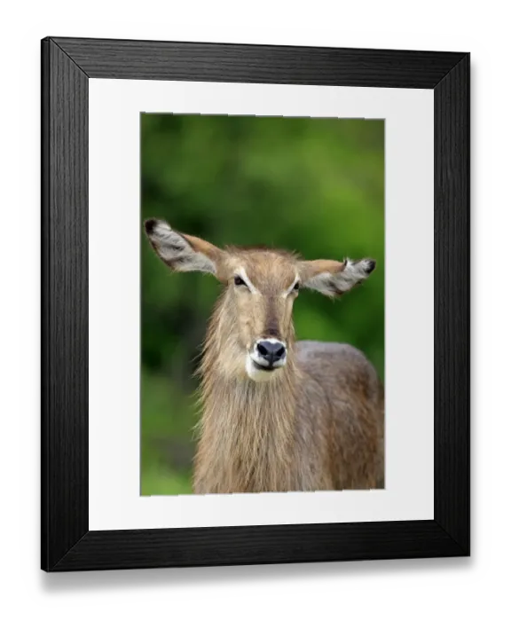 Framed Print : Common Waterbuck (Kobus ellipsiprymnus) adult female, close-up of head and neck, Sabi Sabi Game Reserve, Kruger N. P. South Africa Framed Print : Common Waterbuck (Kobus ellipsiprymnus) adult female, close-up of head and neck, Sabi Sabi Game Reserve, Kruger N. P. South Africa